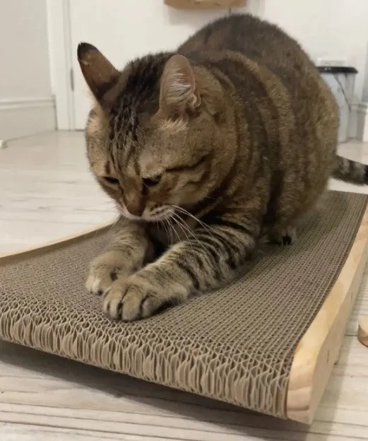 3 in 1 Wooden Cat Scratcher/Lounge Bed/Scratching Post