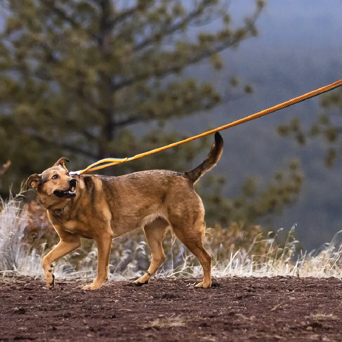 Roamer Bungee Leash